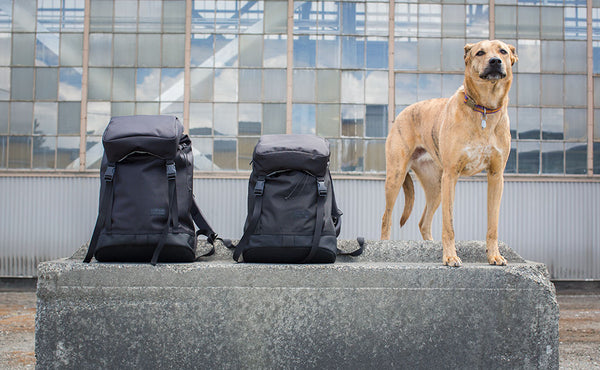 From left to right; the Shadow Guide 33, Shadow Guide 23, and a mixed-breed dog standing next to both backpacks for size comparison.